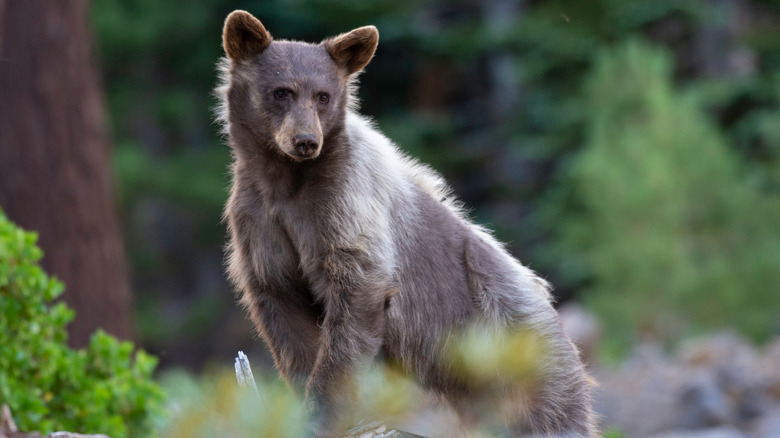 A young black bear in Yosemite National Park