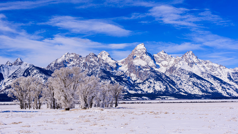 Frozen trees and snow on the Teton Range in Wyoming