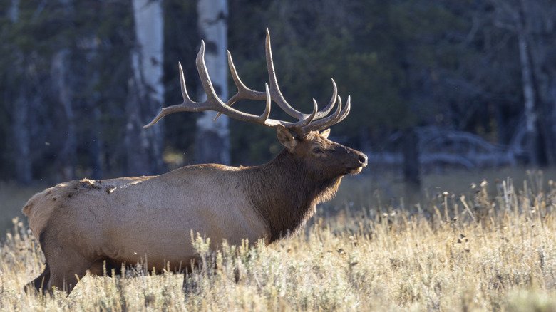 A bull elk during the fall rut in Grand Teton National Park