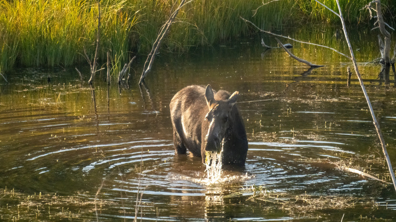 A moose standing and snacking in a pond along the Moose-Wilson Road