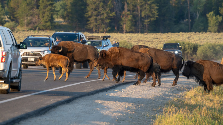 Cars pause for a bison herd crossing the road in Grand Teton National Park