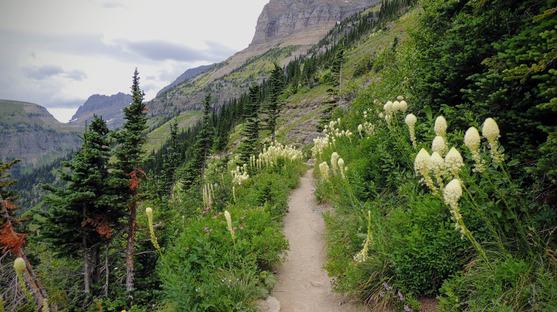 Beargrass on the Highline Trail at Logan Pass in Glacier National Park
