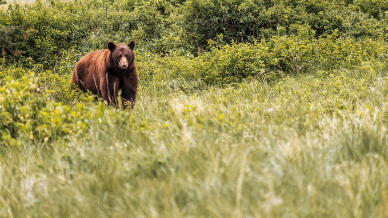 A grizzly bear in Glacier National Park