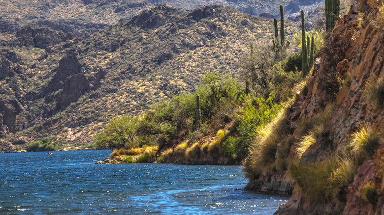 Cacti growing around Saguaro Lake near Phoenix, Arizona
