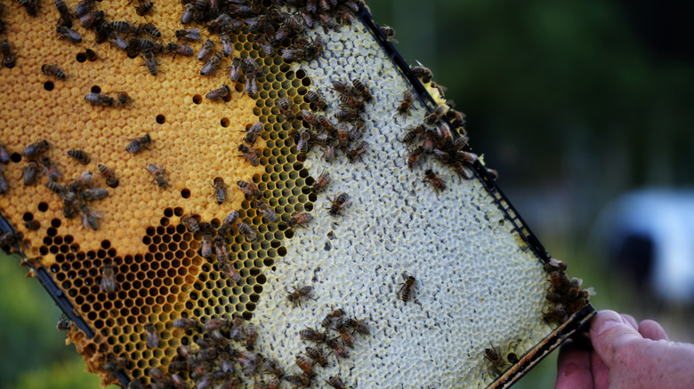Bees on a honey comb