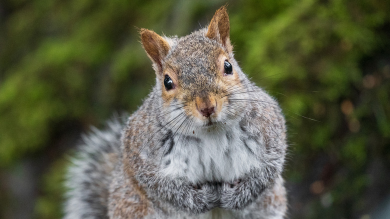 A squirrel holding something in its paws