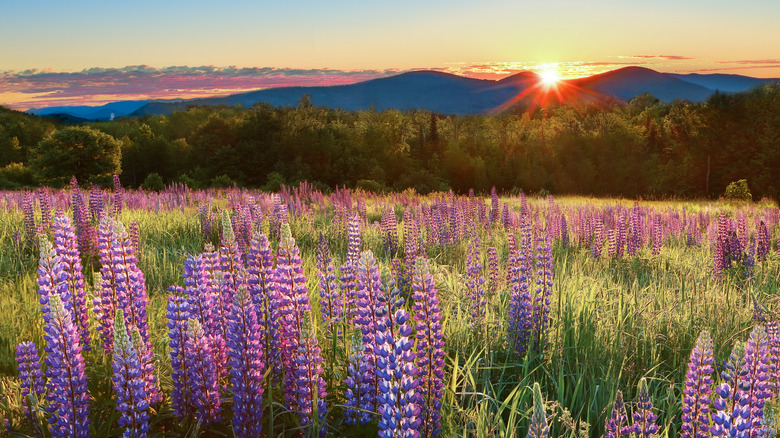 Lupines blooming in Sugar Hill