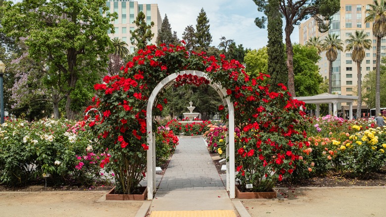 trellis with roses over a walking path