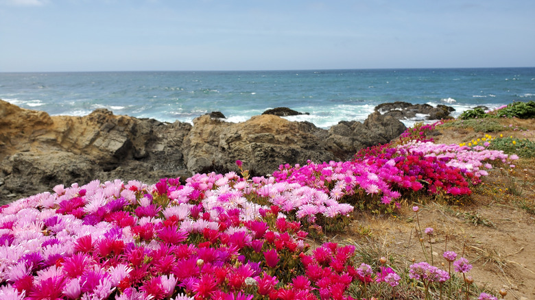 hedge of pink flowers with rocky pacivic shoreline