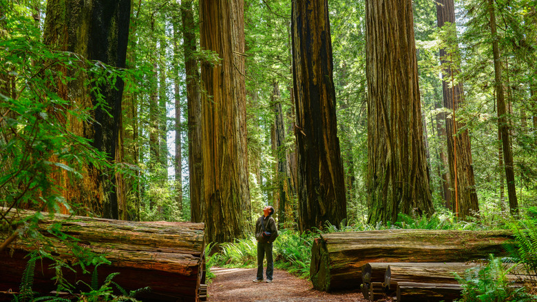 man standing in forest of massive trees