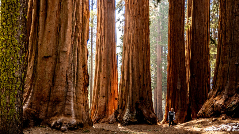 mand standing in grove of massive trees