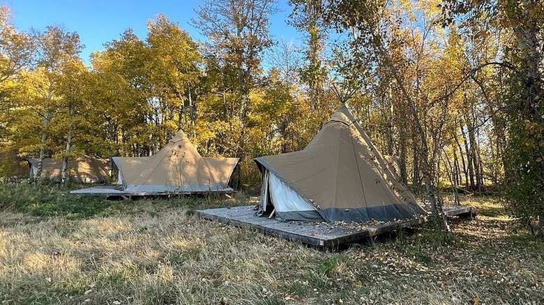 Luxury tents on the edge of the forest at Bodhi Farms