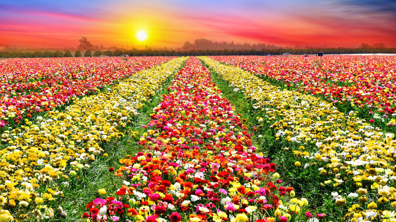 The Flower Fields in Carlsbad, California