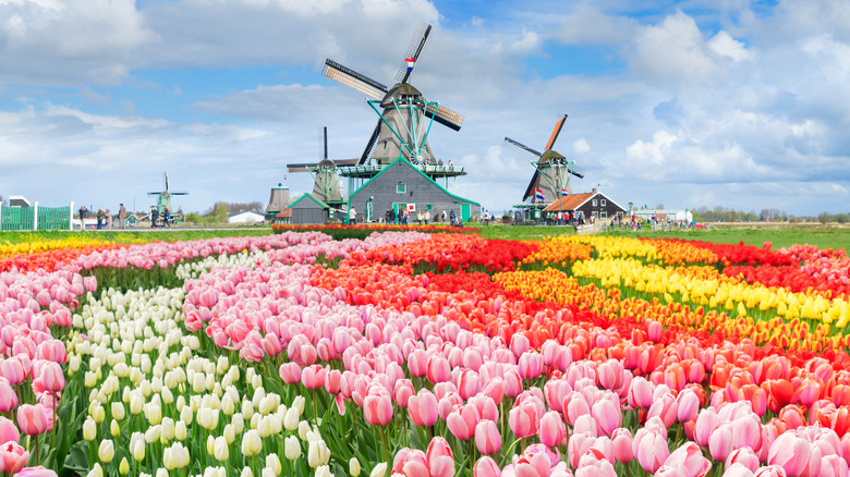 Blooming tulips in the Netherlands with windmills