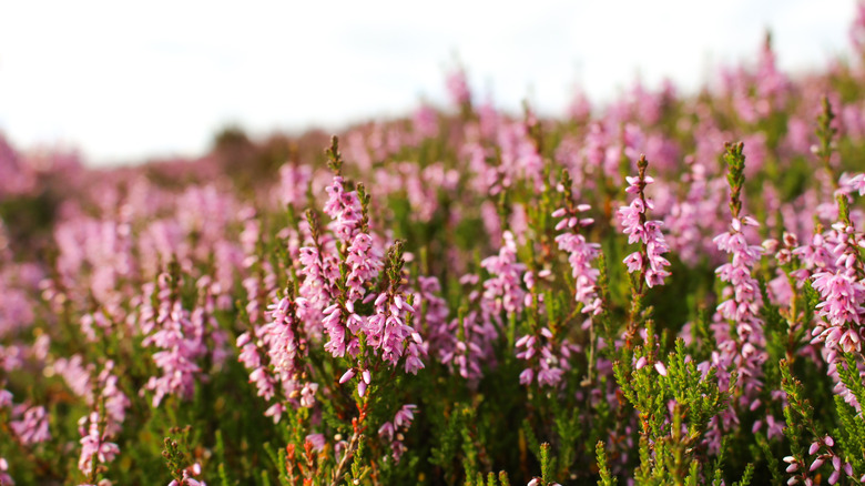 Heather in the Scottish Highlands