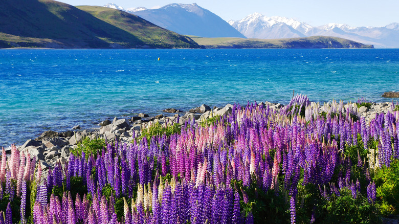 Blooming lupins at Lake Tekapo