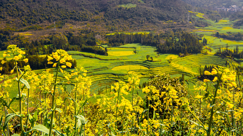 Field of rapeseed flowers in Luoping, China