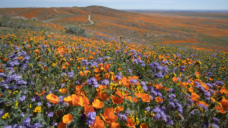 A field of wildflowers