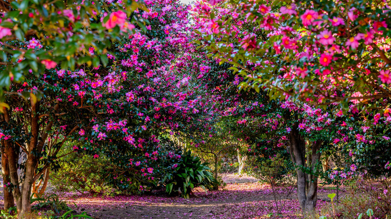 Camellia trees in Jeju-do, South Korea
