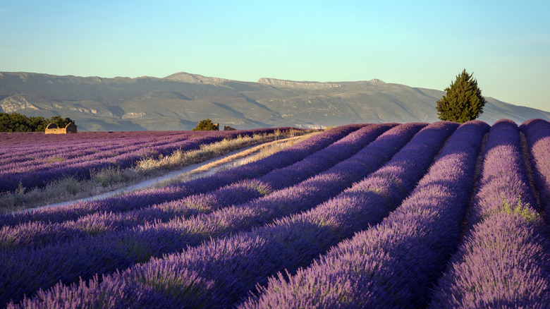 Field of lavender in Provence