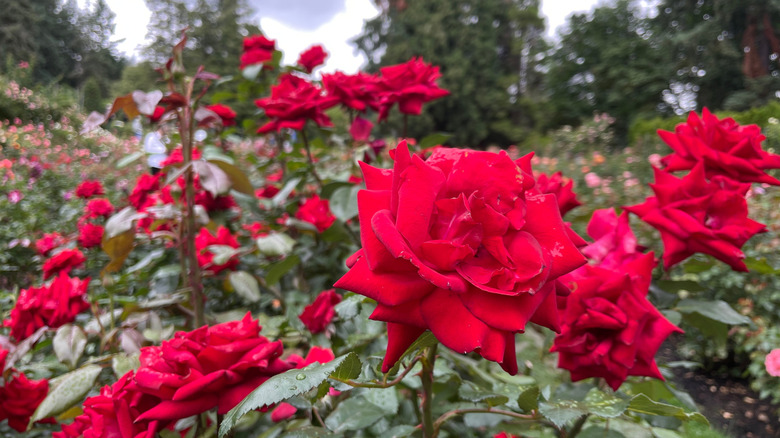 Portland Rose Festival