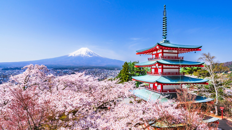 Cherry blossoms with view of Mount Fuji
