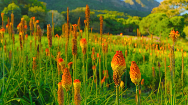 Flowers in Kirstenbosch Botanical Gardens
