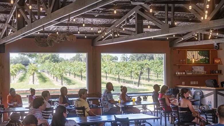 people seated in a hut overlooking vines