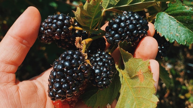 handful of blackberries