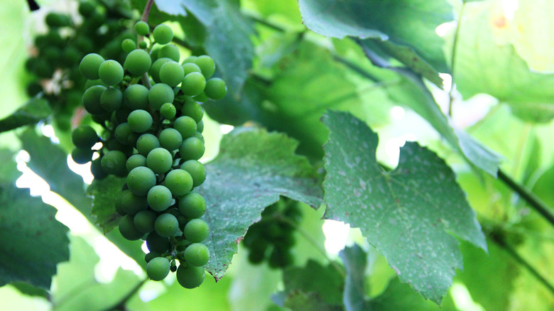 a bunch of green grapes on a vine