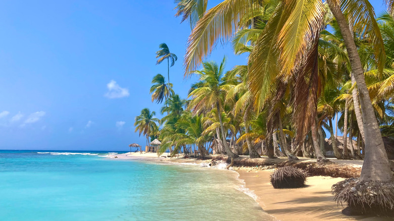 turquoise beach and palm trees at Bocas del Toro