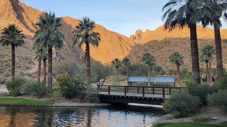 Outdoor spring with palm trees and mountains at Castle Hot Springs