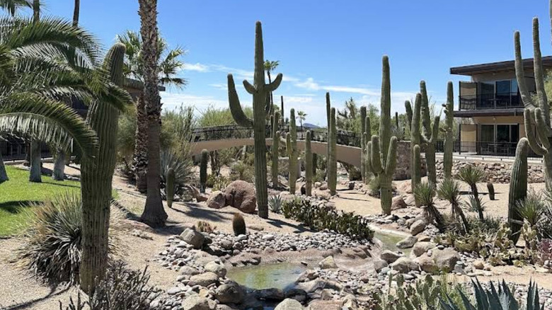 Cacti in garden outside CIVANA
