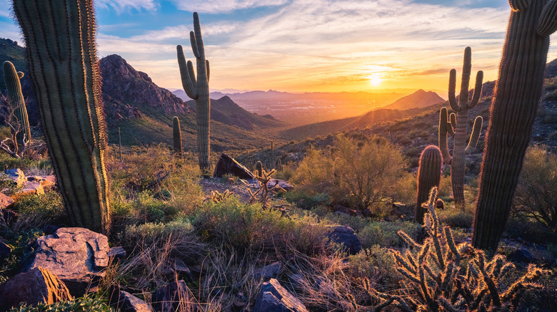 Saguaros and desert at sunset in Scottsdale