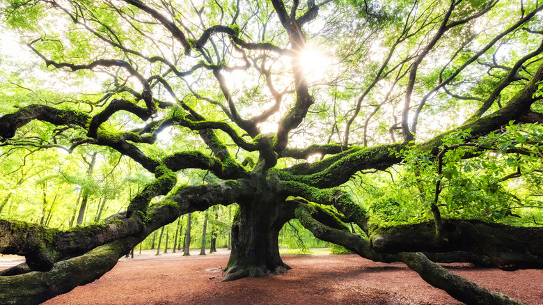 Giant trunk and limbs of Angel Oak in South Carolina with sun filtering through the leaves