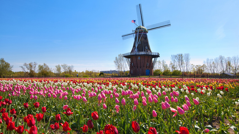 Tulip fields at the feet of a traditional windmill in Holland, Michigan