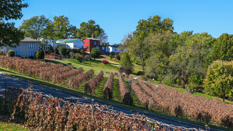 Wintering vines and colorful houses in Hermann, Missouri