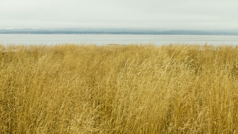 Sea grasses in Wilapa Bay near Oysterville, Washington state
