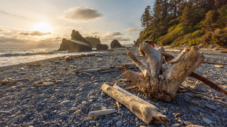 Pacific Ocean coast near Olympic National Park featuring a rugged shoreline