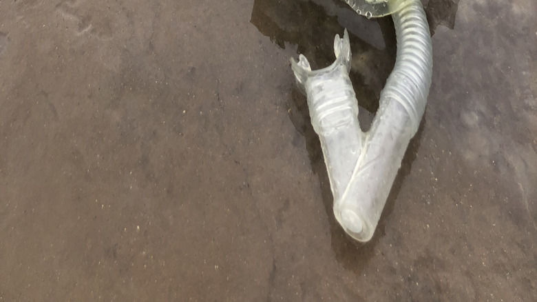 Snorkel gear on rainy day