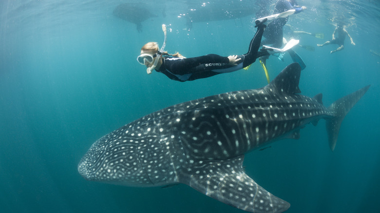 Snorkeler with a whale shark