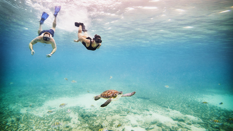 Couple snorkeling with a turtle