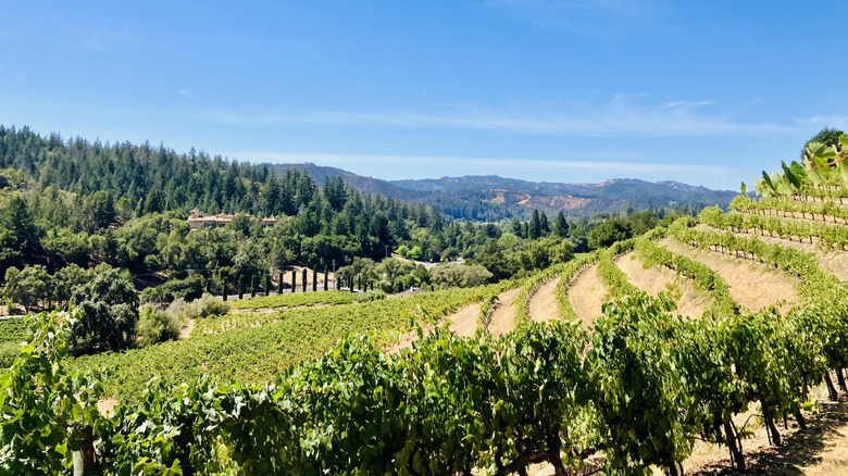 "Hill of Zin" at Pedroncelli Winery, Dry Creek Valley, Sonoma County, California