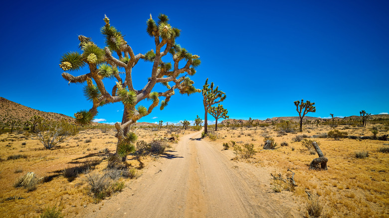Joshua Trees along a Queen Valley road in Joshua Tree National Park, California