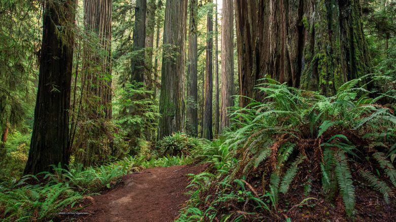 Jedediah Smith Redwoods State Park at Redwood National and State Parks, Northern California