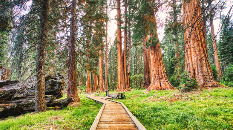 A boardwalk through giant sequoias in Sequoia National Park, California