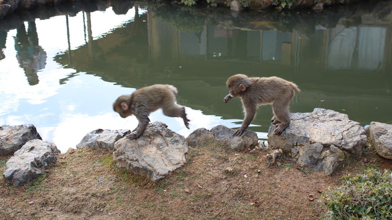 Baby monkeys in Arashiyama