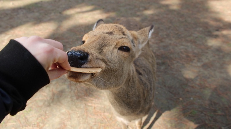 Nara deer eating a wafer