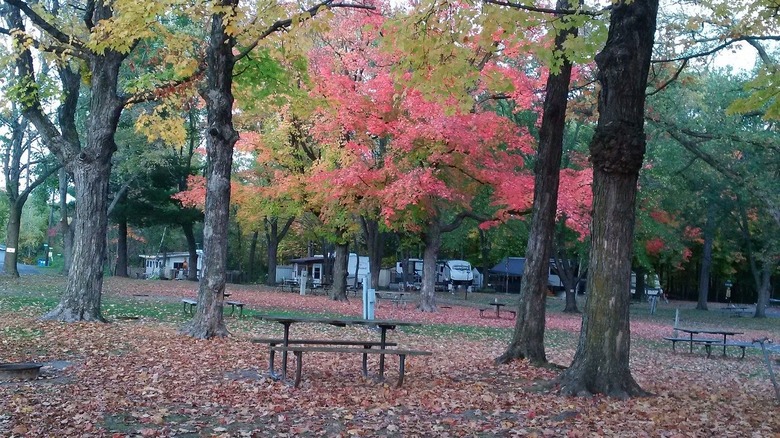 Leaves changing color in the trees at Wildwood RV Park & Campground, Shafer, Minnesota