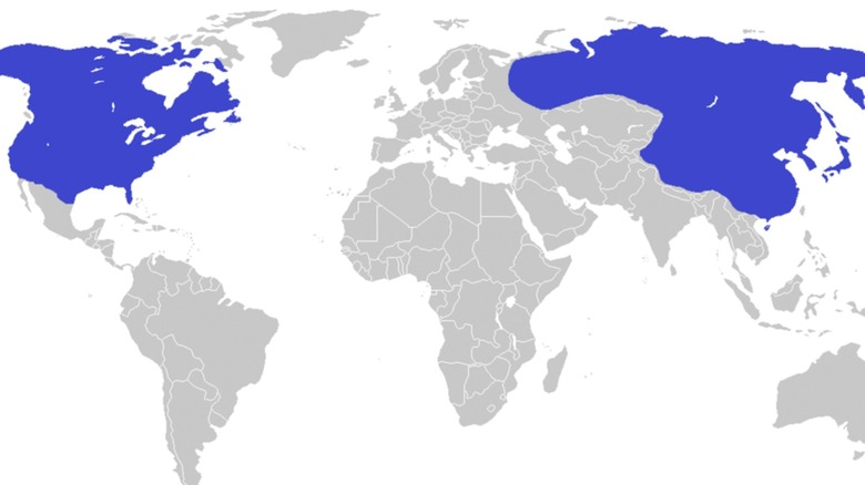 A T-rex dinosaur distribution map